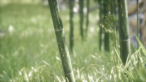 Fondo-De-Bosque-De-árboles-De-Bambú-Verde